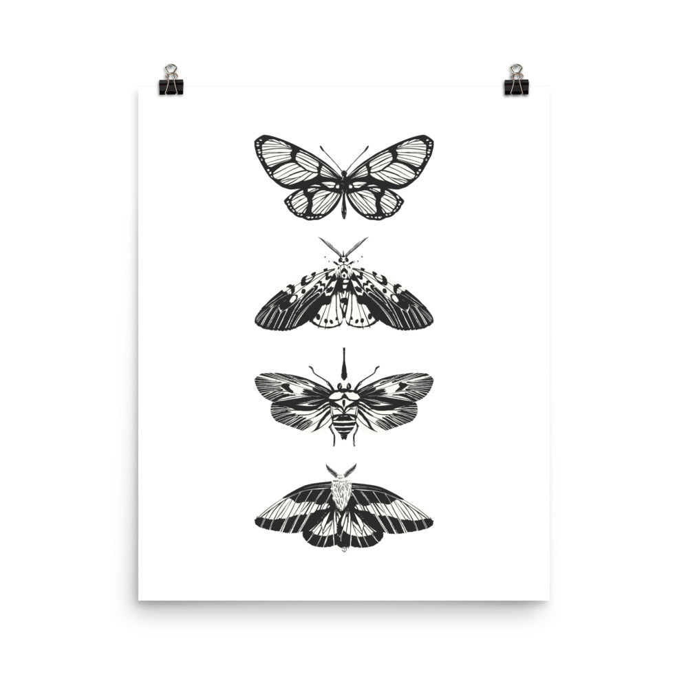 Black and white illustrations of moths on a white background
