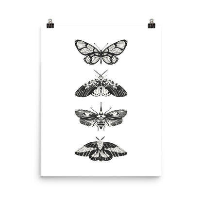 Black and white illustrations of moths on a white background