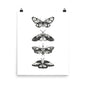 Black and white illustrations of moths on a white background